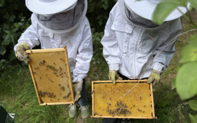 BNE an der Grundschule Osterwald